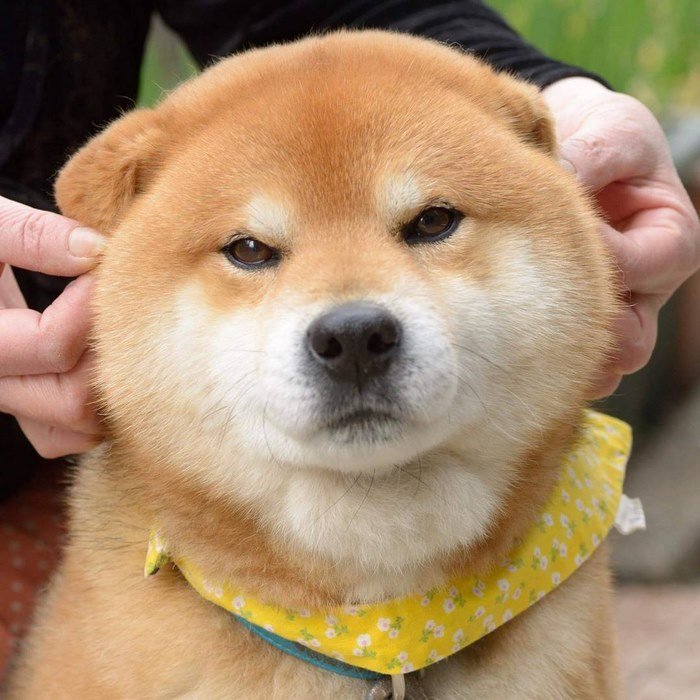 Cute-dog-shiba-inu-ryuji-japan-69