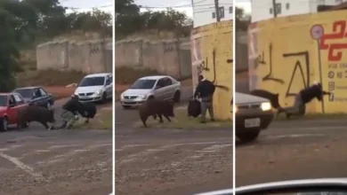 Em SP, porco ataca, derruba e morde motoboy durante entrega; vídeo viraliza