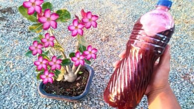 Fertilizante muito poderoso com alguns centavos e minhas plantas florescem em pouco tempo