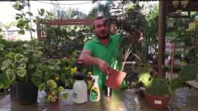 Inseticida Caseiro com Pinho Sol