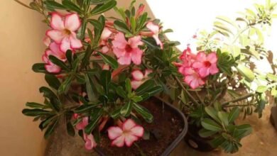 Melhor Adubo Para Floração de Plantas