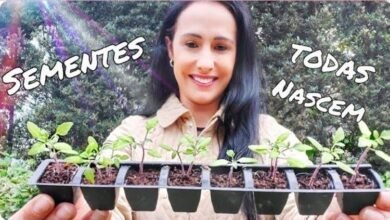 Meu Segredo para fazer Mudas de Plantas