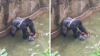 Novo vídeo de gorila que foi morto em zoológico divide opiniões