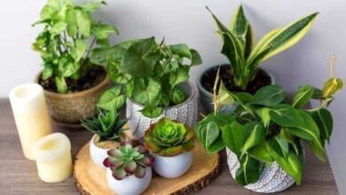 Plantas de proteção para afastar más energias do seu lar