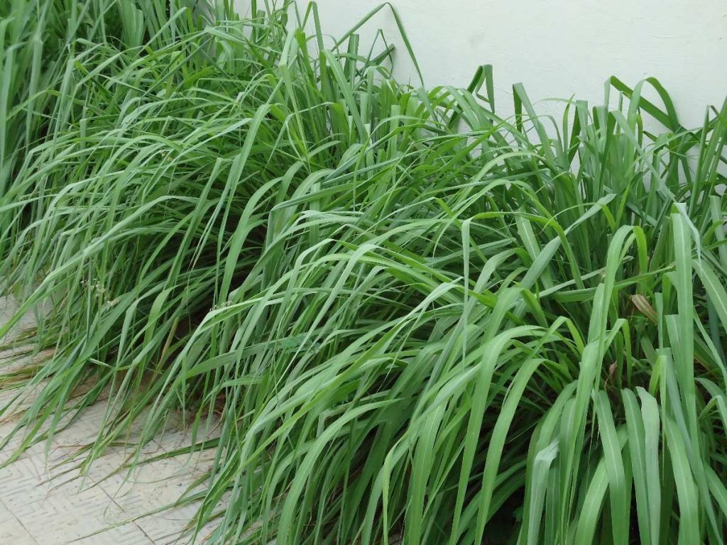 plantas que afastam de casa escorpiões, aranhas, formigas, moscas, percevejos e carrapatos