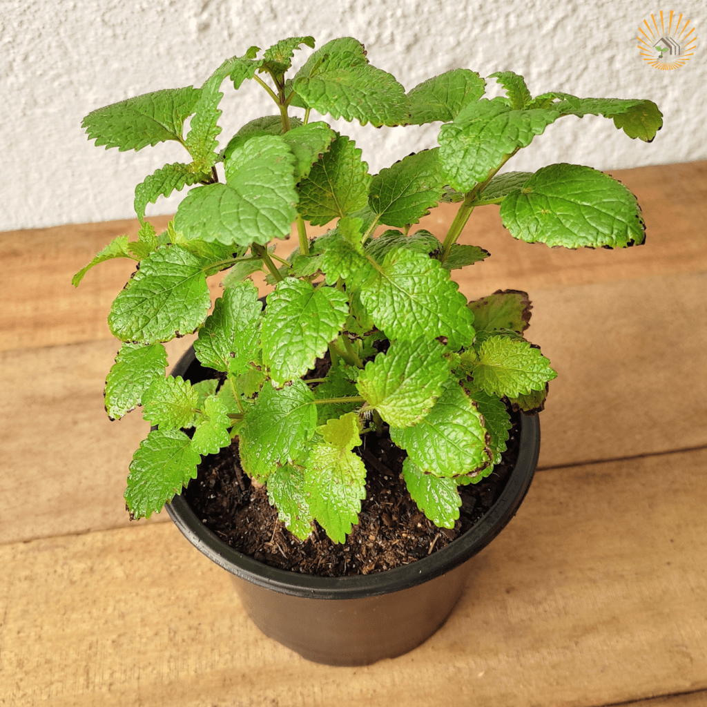 plantas que afastam de casa escorpiões, aranhas, formigas, moscas, percevejos e carrapatos d7