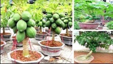 Plante e Colha Mamão em Vasos de 40 Litros