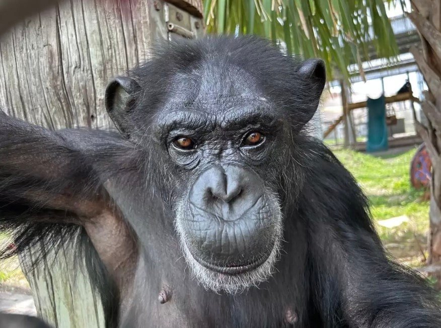 Vanilla viralizou por causa do vídeo no ano passado. (Save the Chimps)