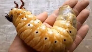 Vídeo mostra a surpreendente metamorfose de um besouro-hércules