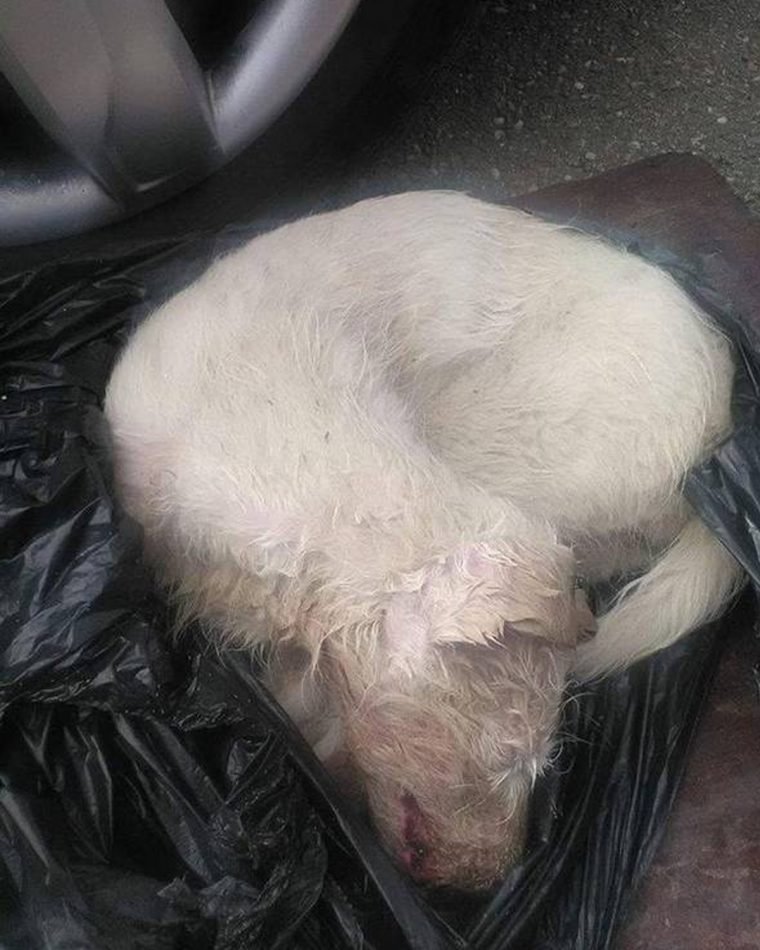 A vida dessa cadela atropelada e abandonada dentro de um saco mudou por causa de pessoas bondosas