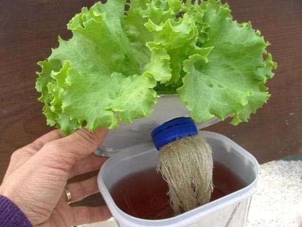 Aprenda a plantar alface em pote de sorvete