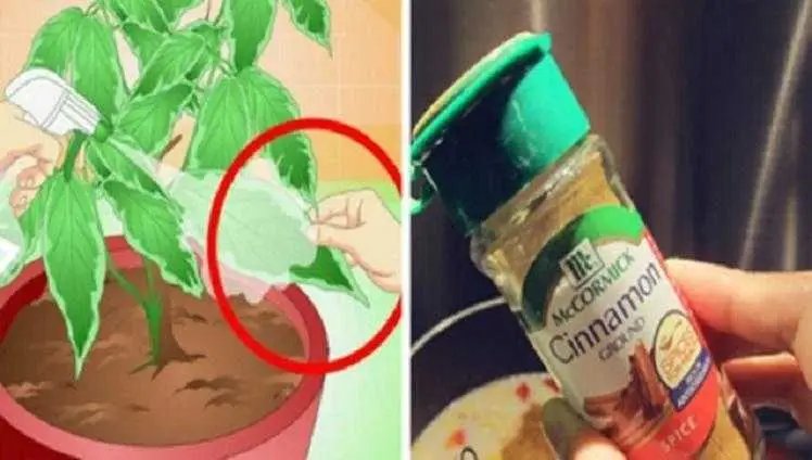 Canela em pó nas plantas! Você vai fazer o mesmo quando souber o que acontece