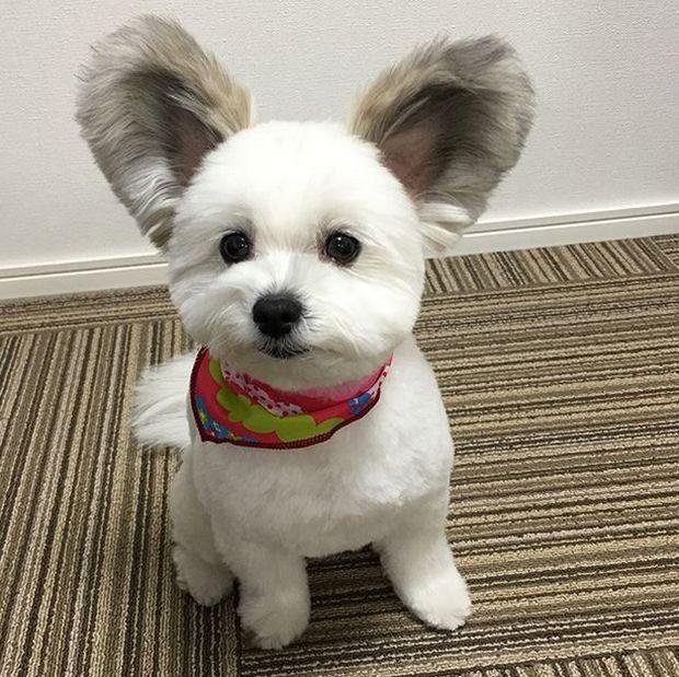 caozinho com orelhas de rato esta encantando a internet cão com orelhas de rato (1)