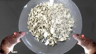 como acabar com ratos sem precisar de venenos nem de