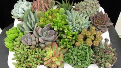 Como cultivar suculentas em xícaras, vasos e garrafa PET