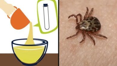 Como eliminar carrapatos e pulgas do seu cão com bicarbonato