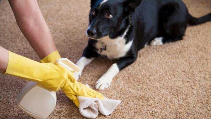 Como fazer Spray para tirar cheiro de cachorro da casa