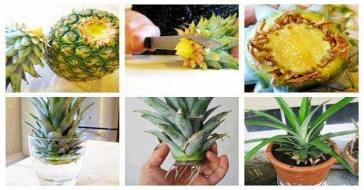 Como plantar abacaxi em casa e até em apartamento