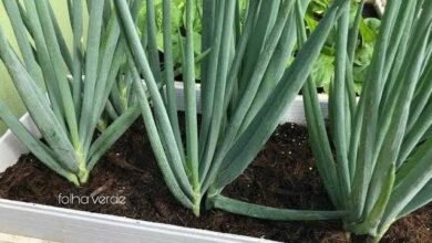 Como Plantar Cebolinha da Forma Correta Em Vaso Ou Balde