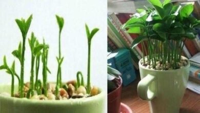 Como plantar limão em um copo para perfumar a casa