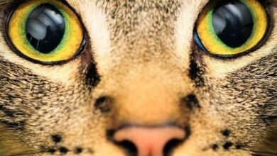 Confira vídeo que mostra como é a visão dos animais