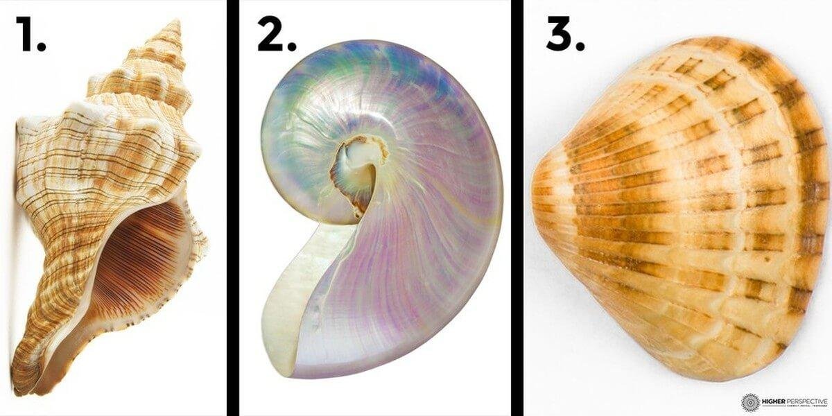 Escolha uma das três conchas e veja o que ela revela sobre você