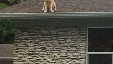 Família faz cartaz explicando por que seu cão está no telhado, e ele está se tornando viral na internet