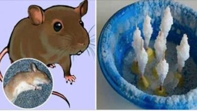 Pegue água, adicione sal e este ingrediente secreto – coloque nos cantos de sua casa e logo todos os ratos vão desaparecer!