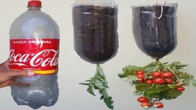 Plante Tomate Anão em Garrafa Pet