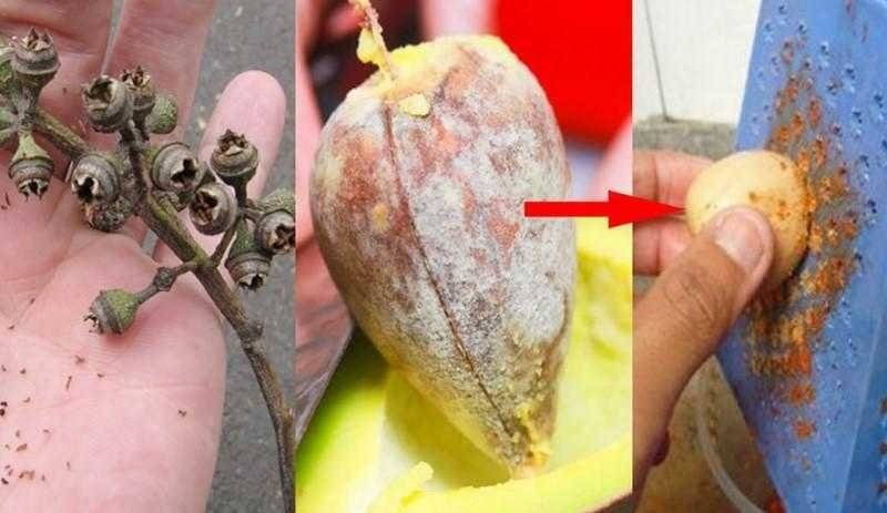 Remédio natural para acabar com as dores nas costas