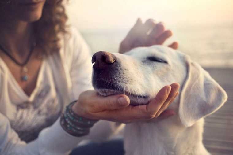 Se você conversa com o seu cão ou suas plantas, isto é o que a ciência diz sobre você