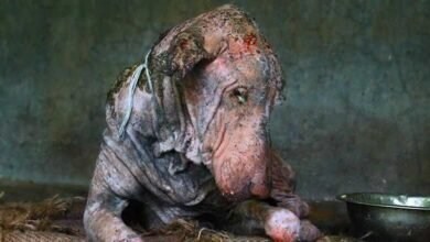 Transformação de cão com sarna impressiona seus cuidadores