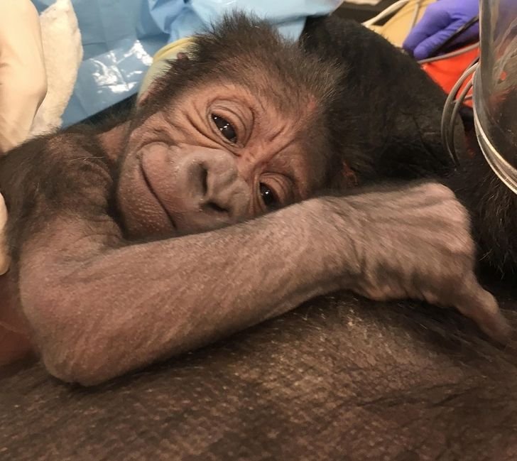 12 animais recem nascidos que mostram que a docura comeca cedo