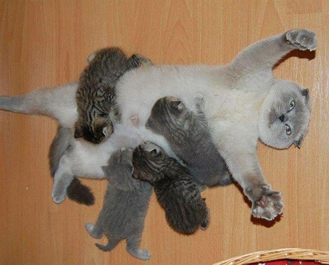 pets-maternidade-1