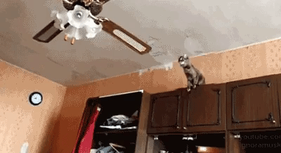 13 Provas de que gatos nao ligam muito para regras