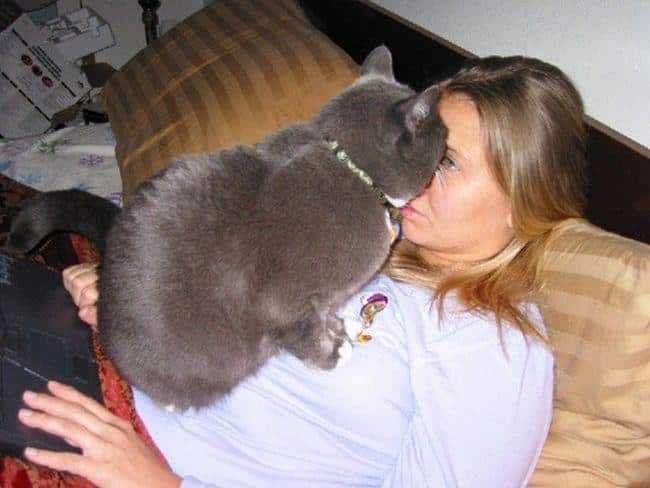 13 Provas de que gatos nao ligam muito para regras