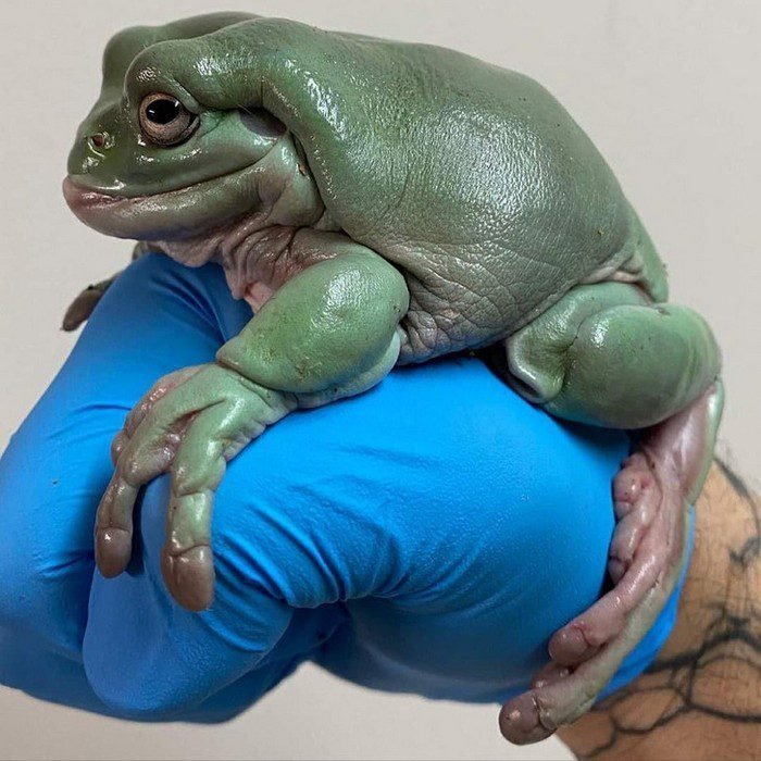 14 Fotos provando que algumas coisas podem ser muito maiores