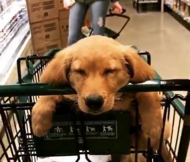 1580405521 121 15 animais tao dorminhocos que nao conseguem nem disfarcar