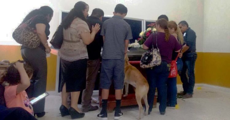 1573121185 439 Cachorro anda 8 quilometros para se despedir de sua dona