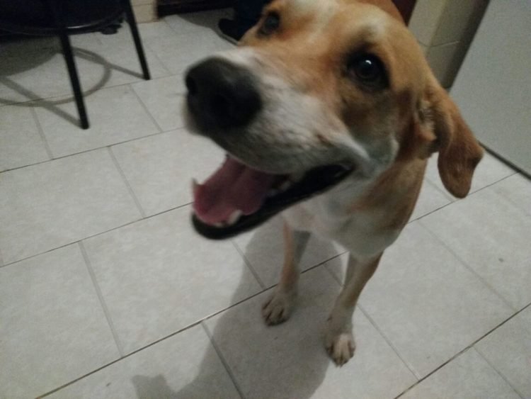 1573121185 886 Cachorro anda 8 quilometros para se despedir de sua dona
