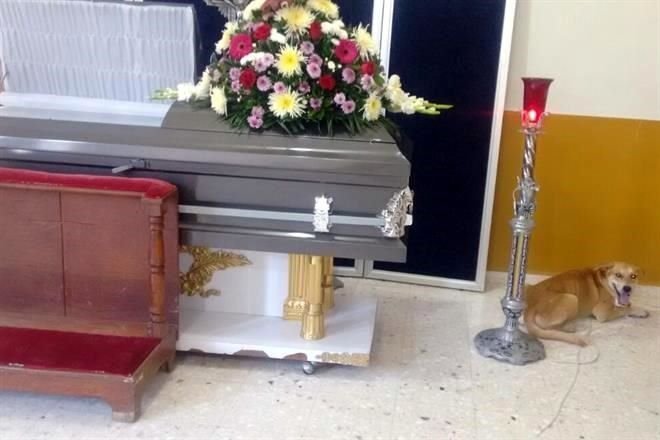 1573121185 476 Cachorro anda 8 quilometros para se despedir de sua dona