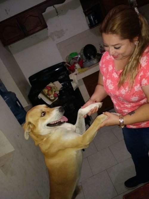 1573121186 316 Cachorro anda 8 quilometros para se despedir de sua dona
