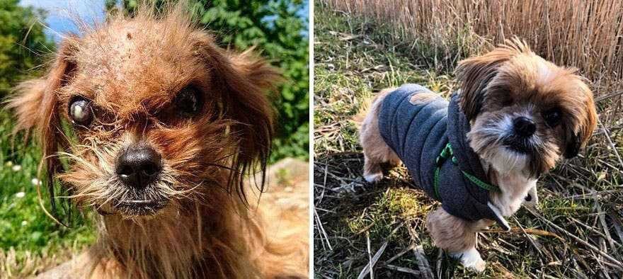 1591735777 860 20 antes e depois de caes resgatados que vao te