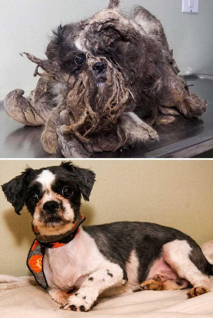 1591735778 541 20 antes e depois de caes resgatados que vao te