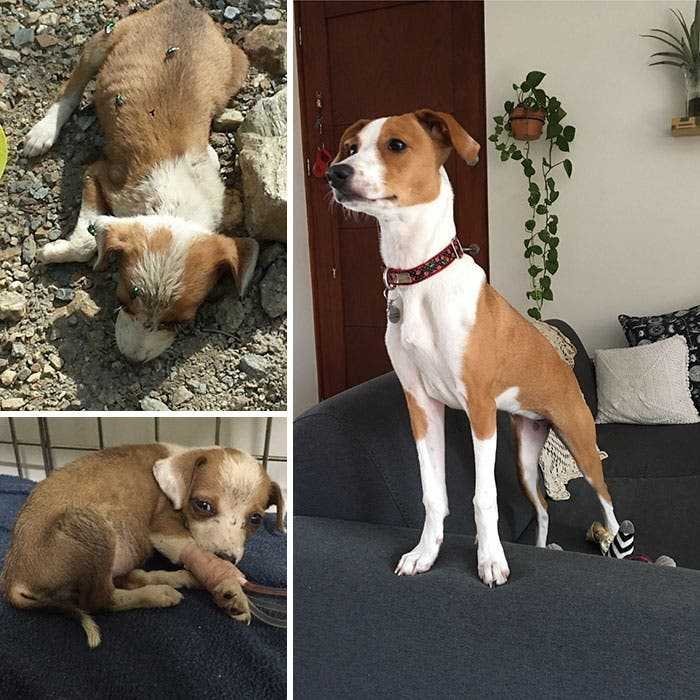 1591735780 559 20 antes e depois de caes resgatados que vao te