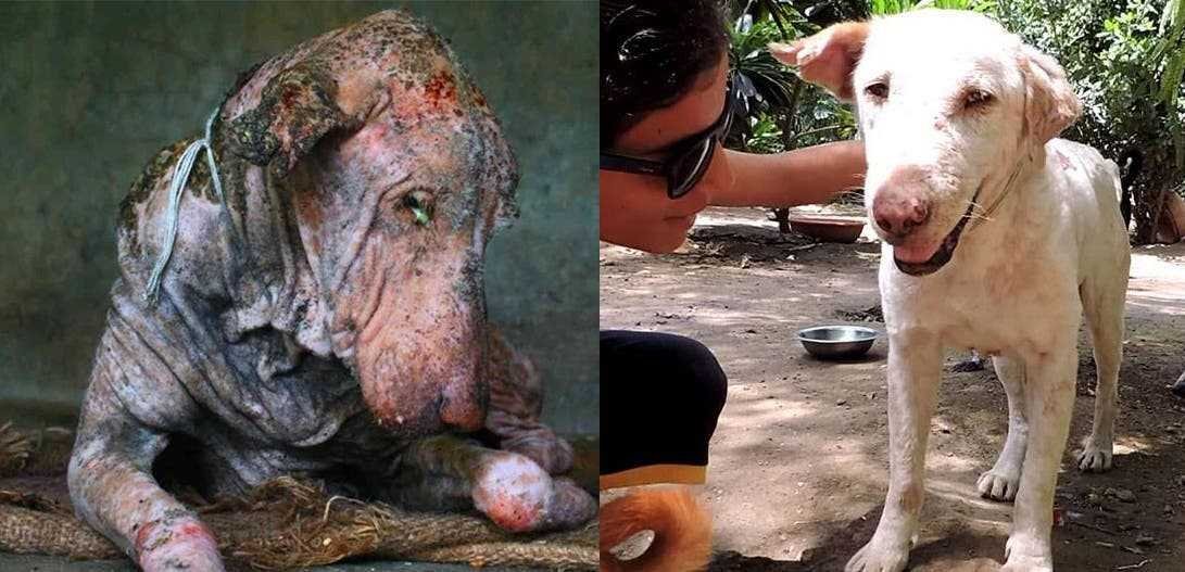 1591735782 445 20 antes e depois de caes resgatados que vao te