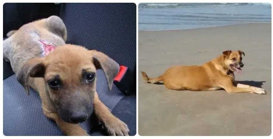 1591735784 251 20 antes e depois de caes resgatados que vao te