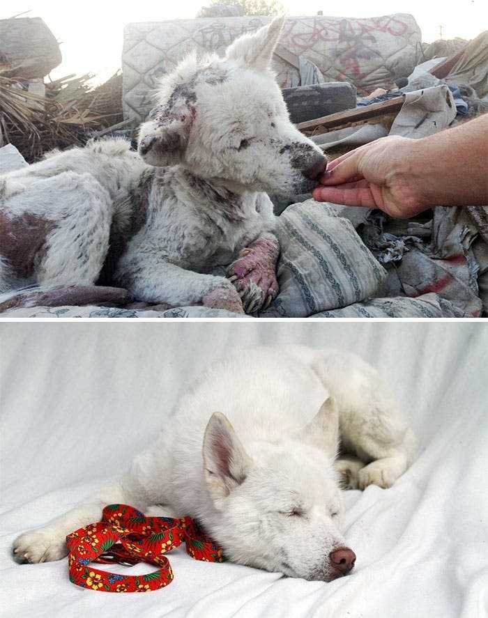 1591735785 472 20 antes e depois de caes resgatados que vao te