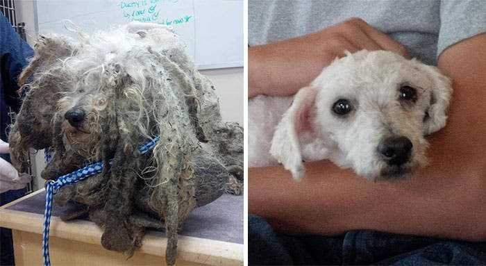 1591735792 839 20 antes e depois de caes resgatados que vao te