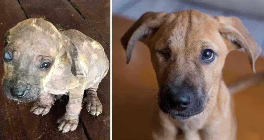 1591735794 365 20 antes e depois de caes resgatados que vao te